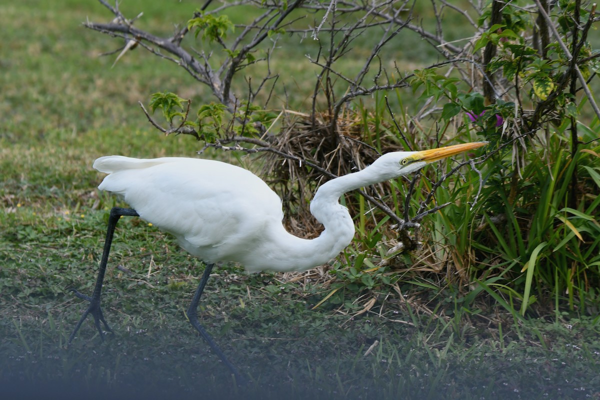 Great Egret - ML190072761