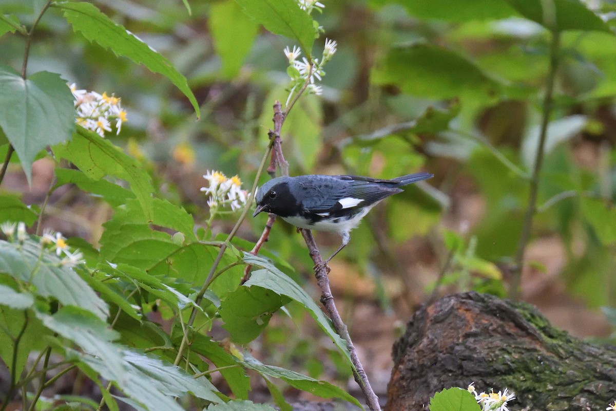Black-throated Blue Warbler - ML190072961