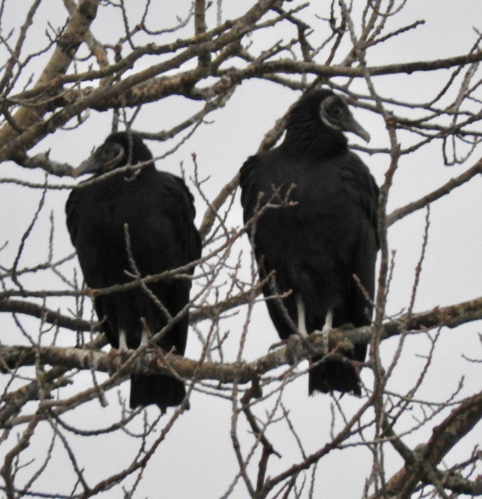 Black Vulture - ML190073361