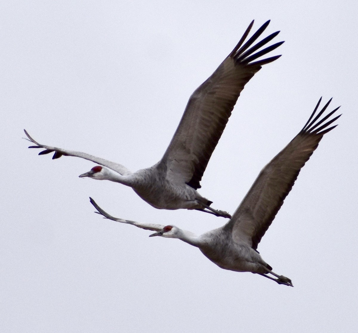 Sandhill Crane - ML190073371