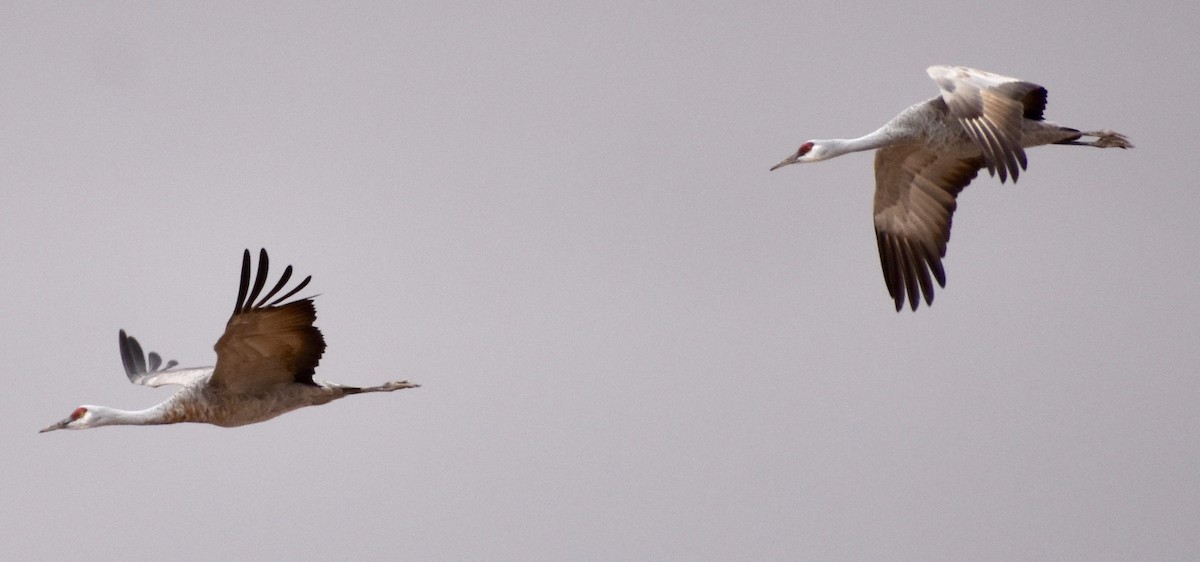 Sandhill Crane - ML190073381