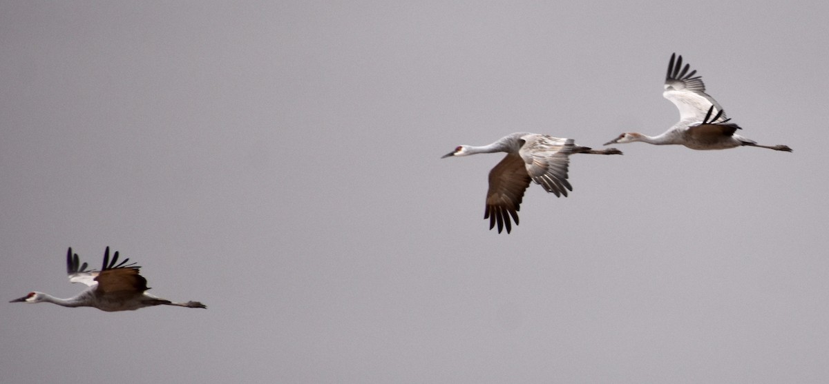 Sandhill Crane - ML190073391