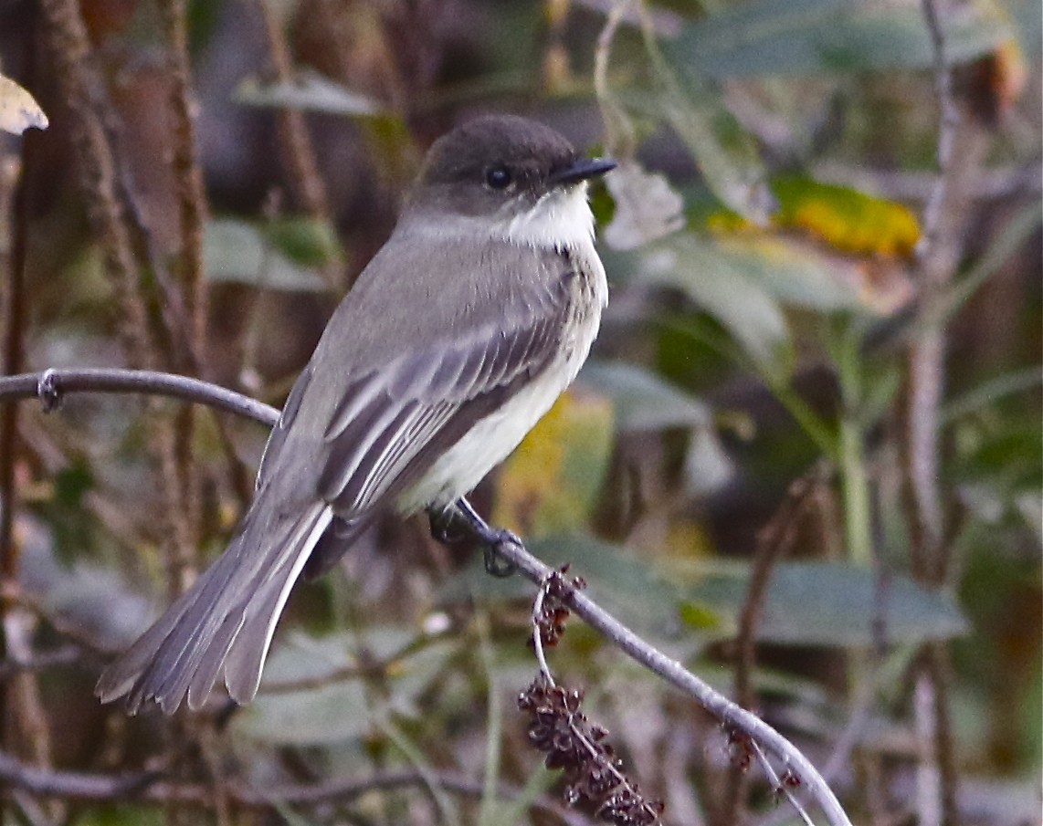 Eastern Phoebe - ML190076341