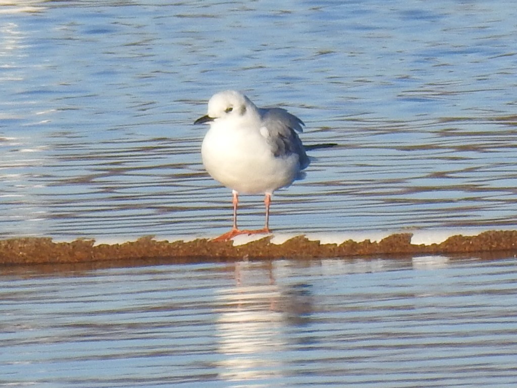 Bonaparte's Gull - Brian Johnson