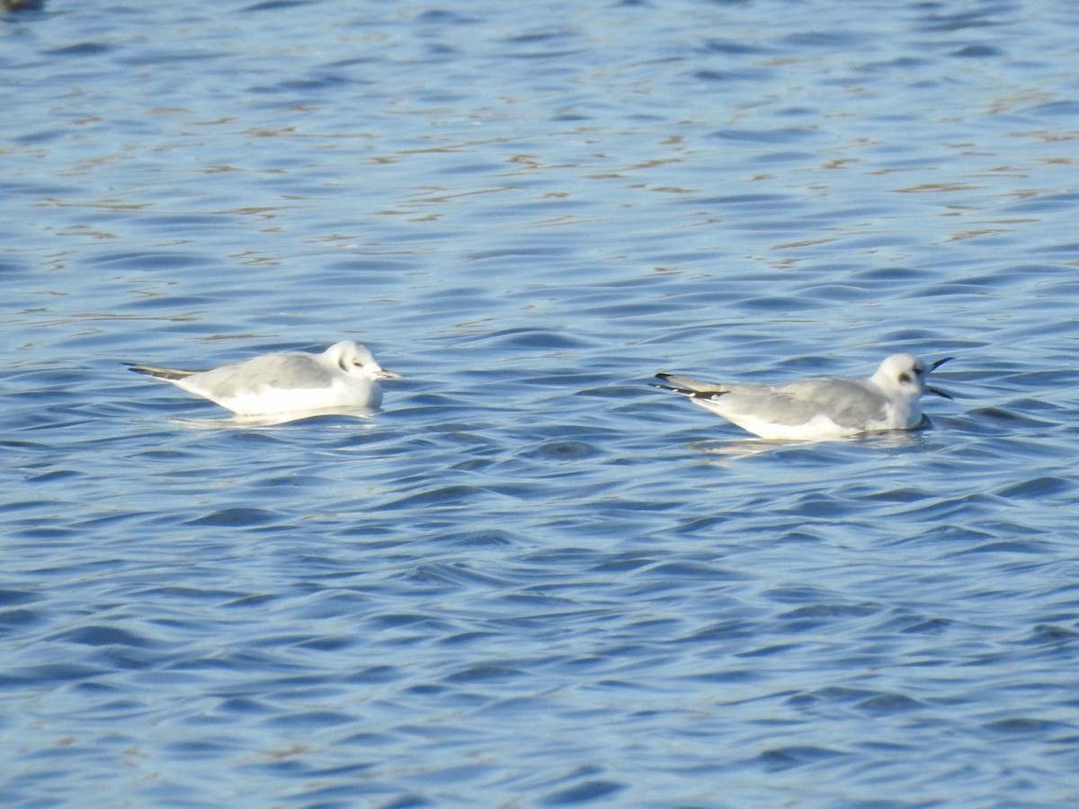 Bonaparte's Gull - Brian Johnson