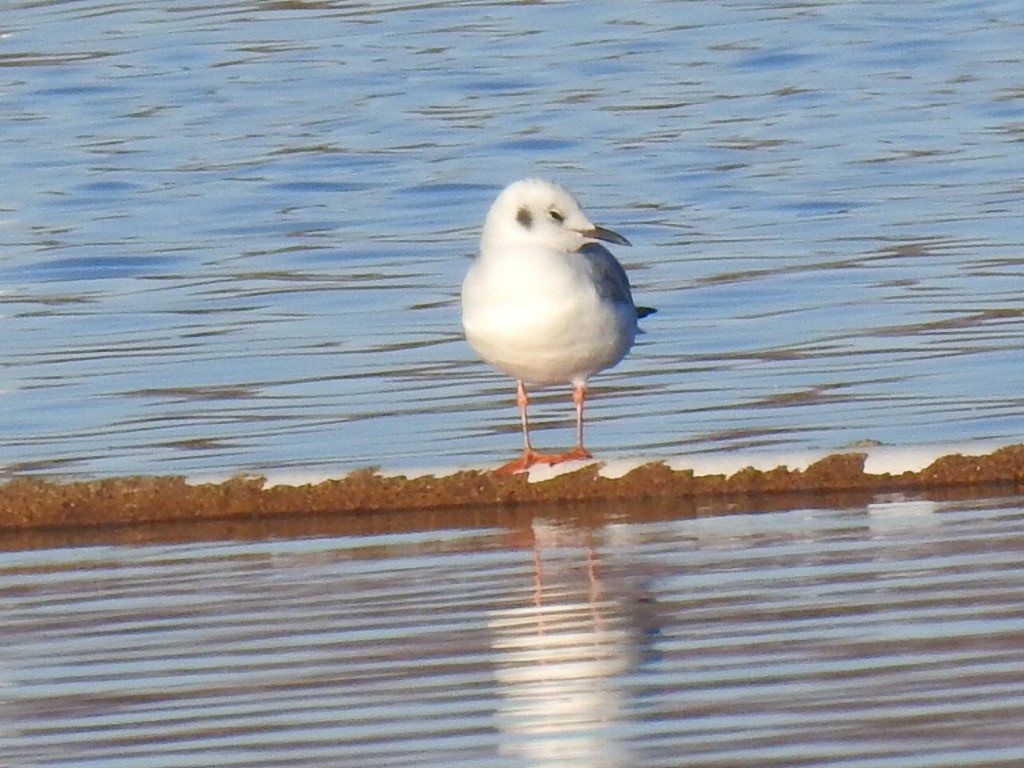 Bonaparte's Gull - Brian Johnson