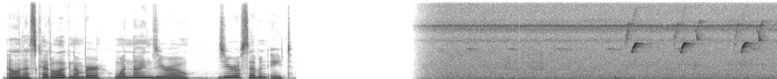 Большеклювый колибри-отшельник [группа moorei] - ML190078