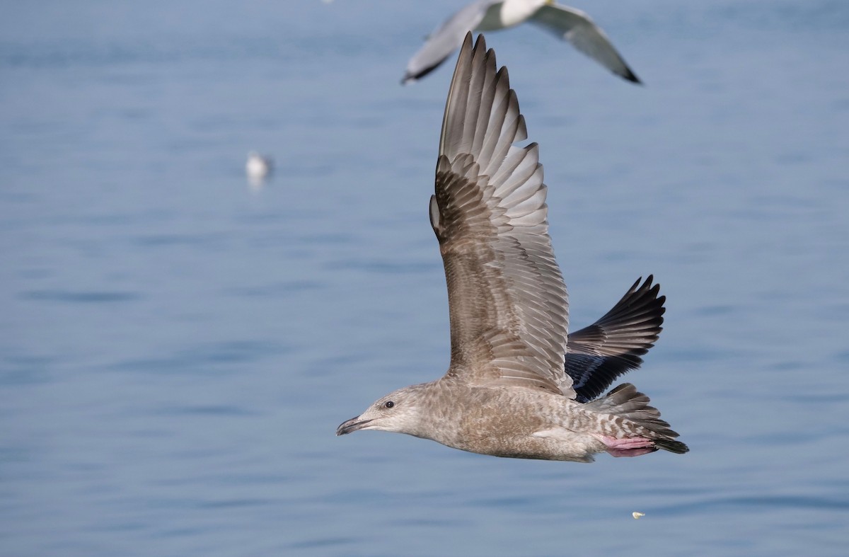 American Herring Gull - Gautam Apte