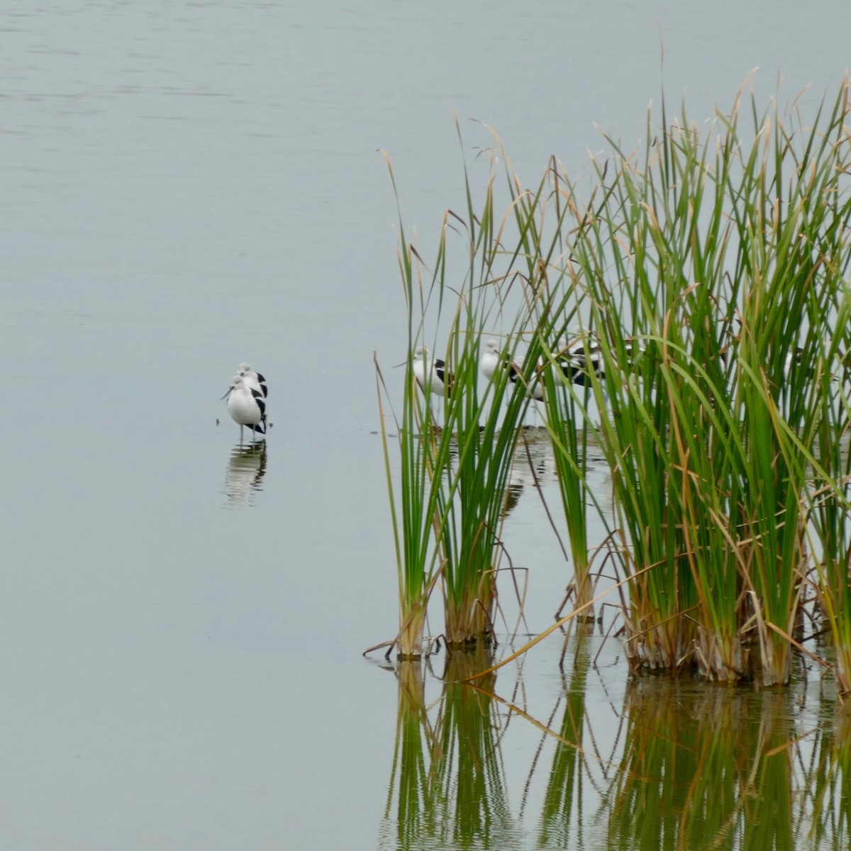 American Avocet - Don Hall