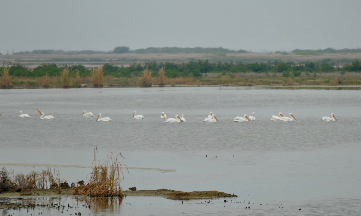 American White Pelican - Don Hall