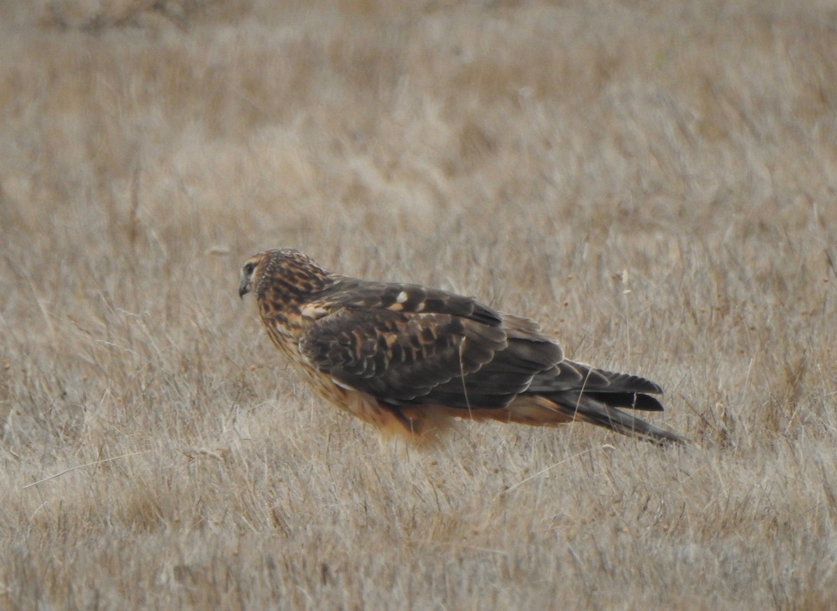 Northern Harrier - MIck Griffin