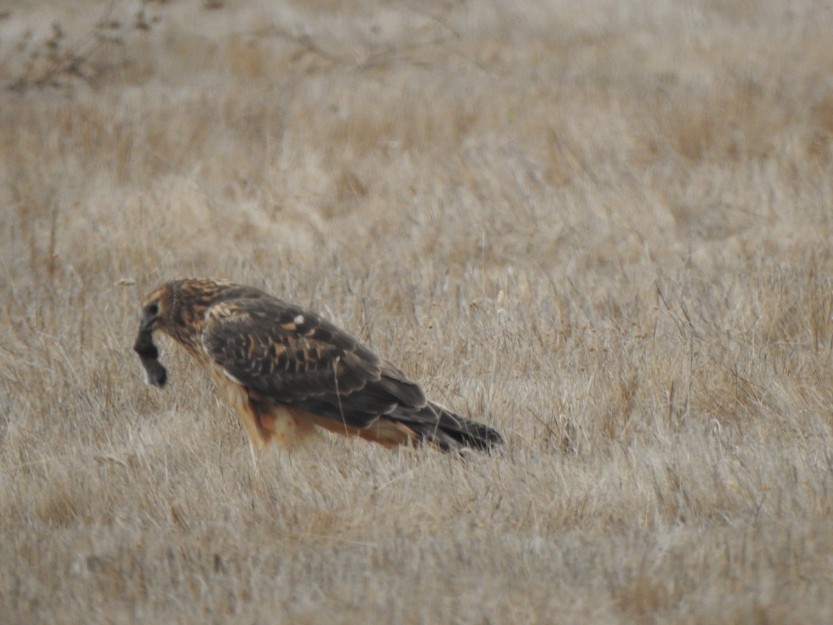 Northern Harrier - ML190081261