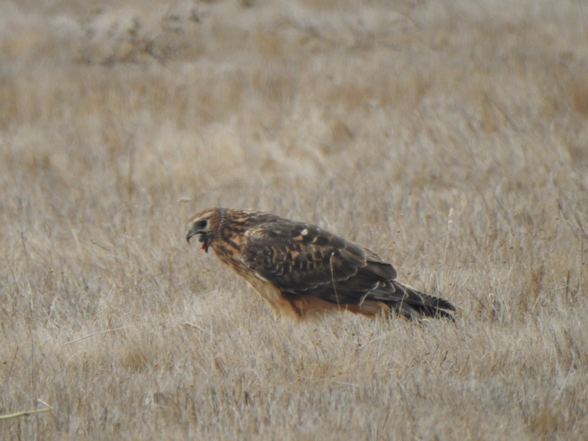 Northern Harrier - ML190081291