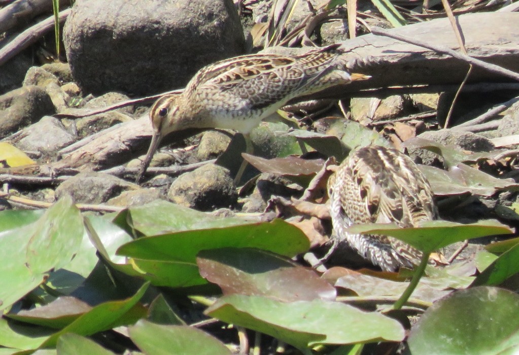 Latham's Snipe - ML190081591