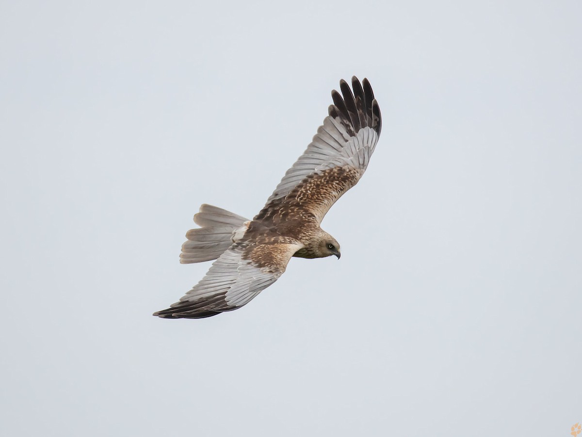 Western Marsh Harrier - Jeffrey Wang