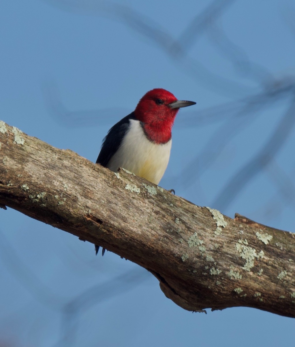 Red-headed Woodpecker - Franklin Nejame