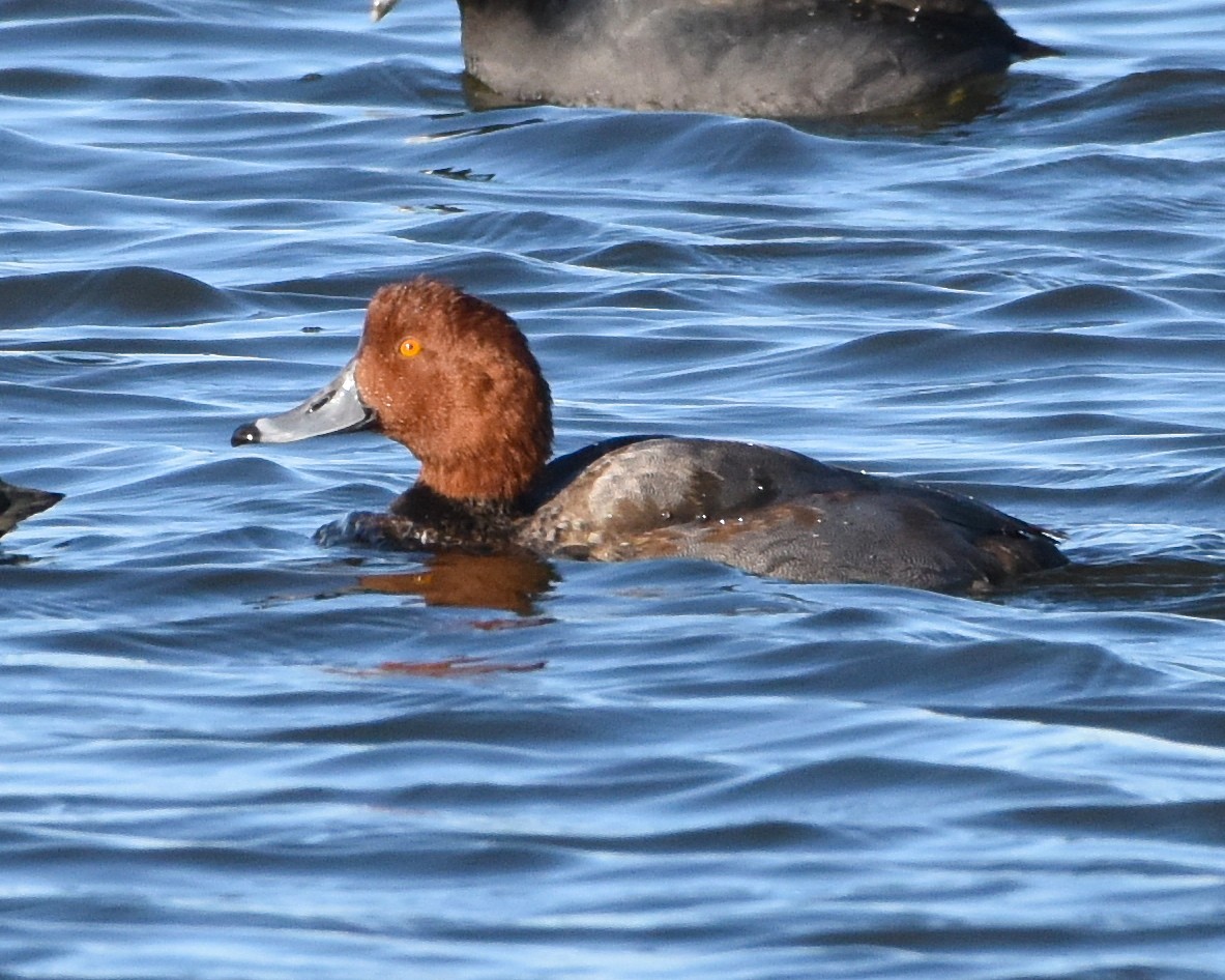 Redhead - ML190087111