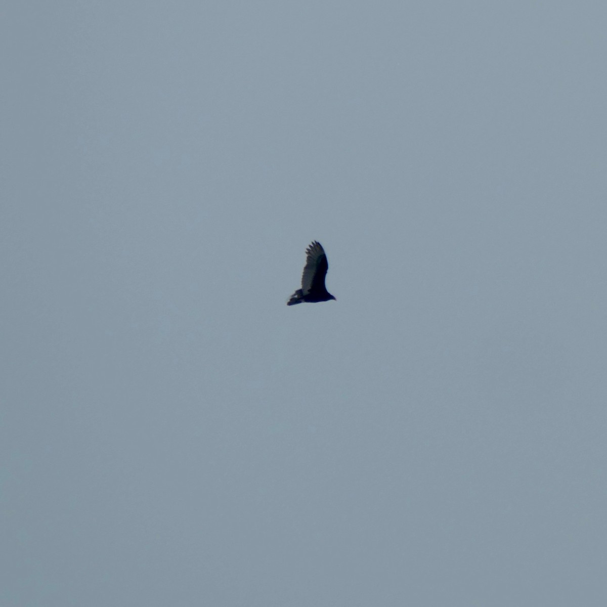 Turkey Vulture - Don Hall