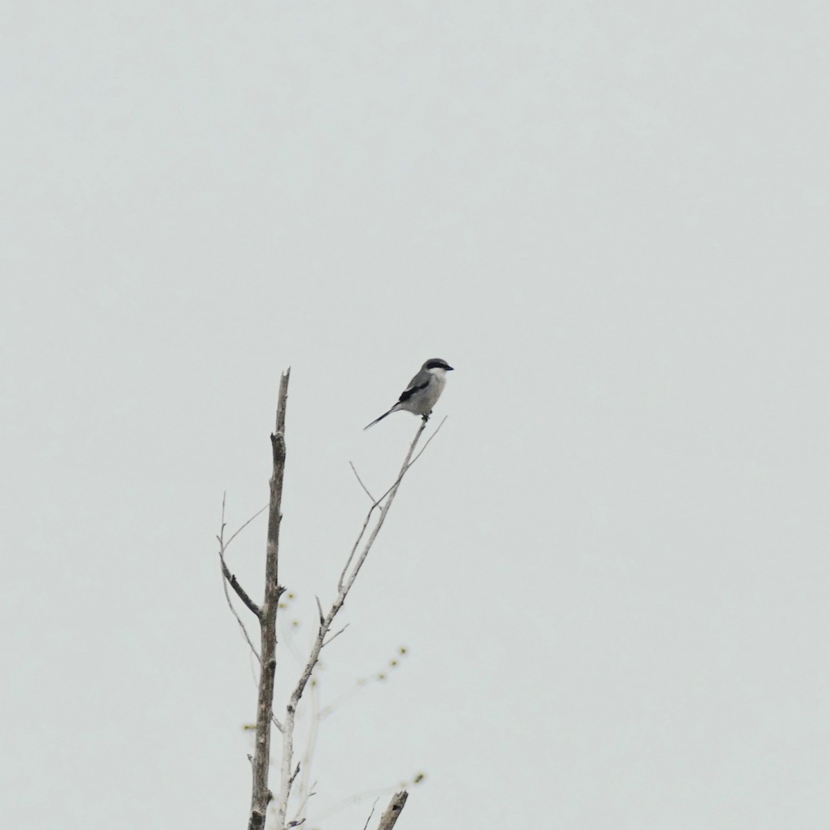 Loggerhead Shrike - Don Hall