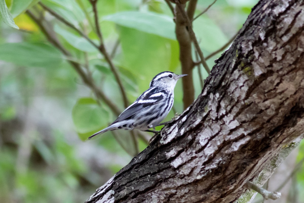 Black-and-white Warbler - ML190088721