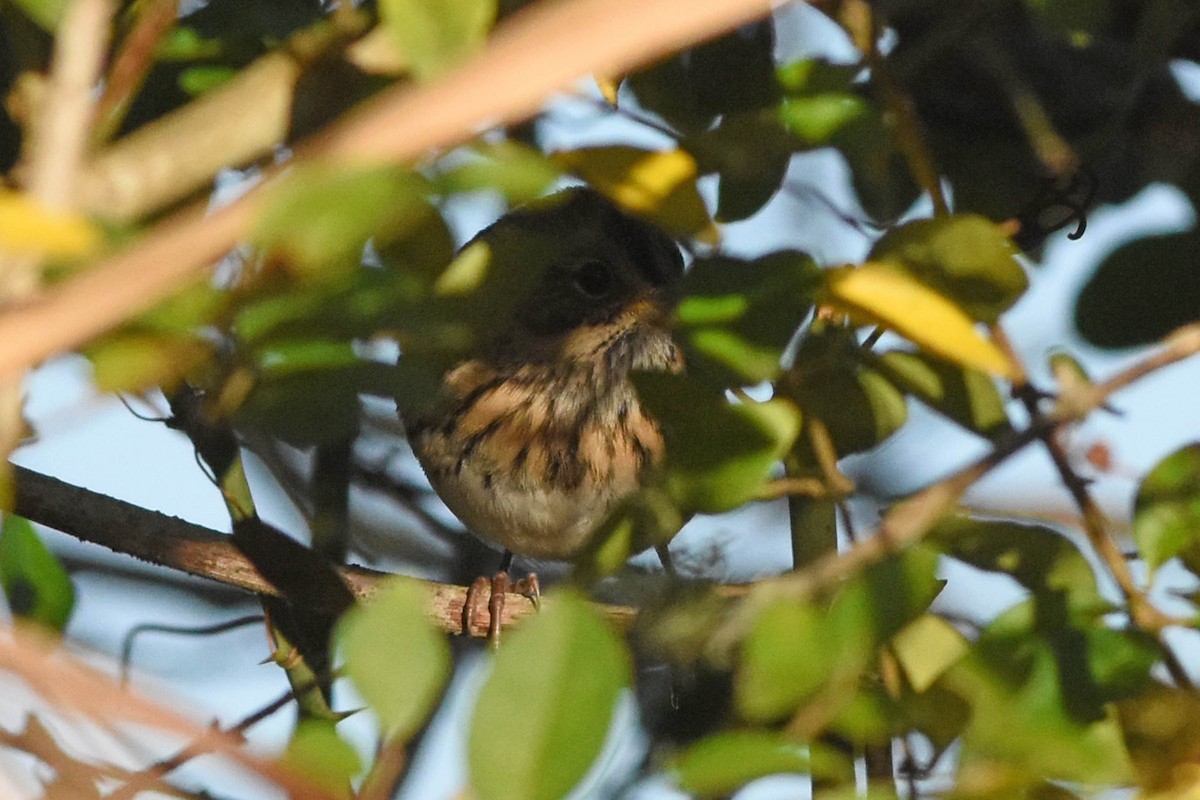 Lincoln's Sparrow - ML190089181