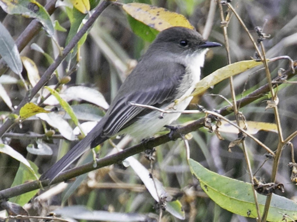 Eastern Phoebe - ML190089711