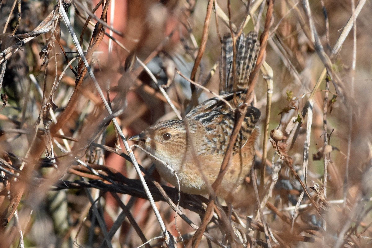 Sedge Wren - Robert Dobbs