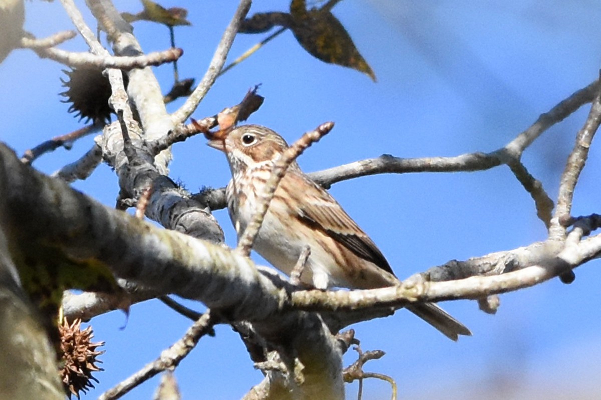 Vesper Sparrow - ML190089821