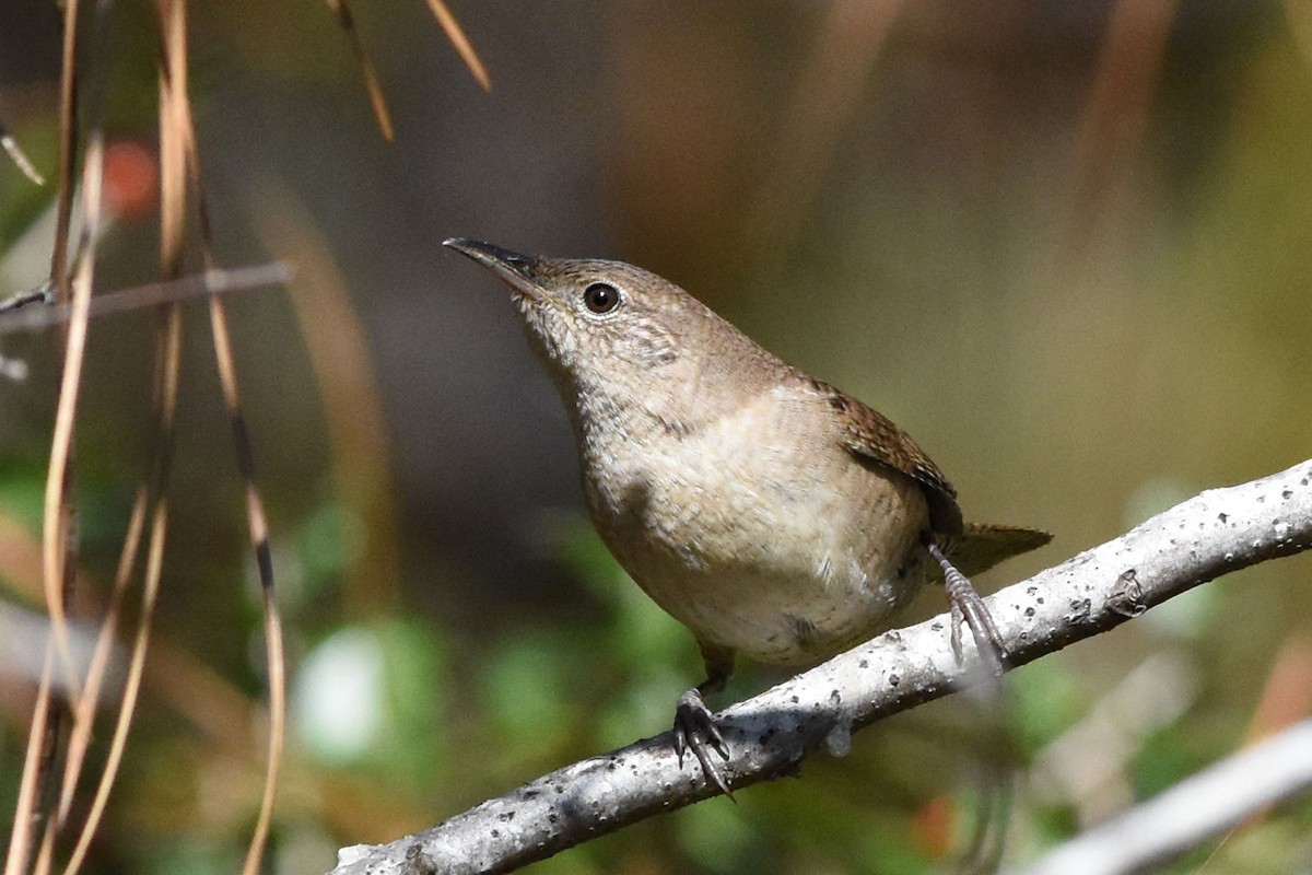 Northern House Wren - Robert Dobbs