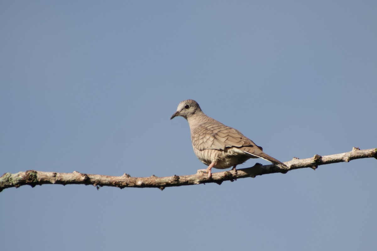 Inca Dove - ML190090301