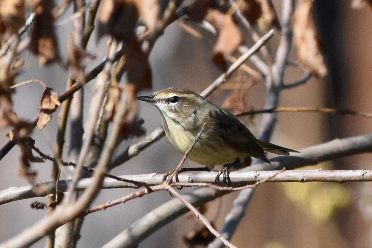 Palm Warbler (Western) - ML190090711