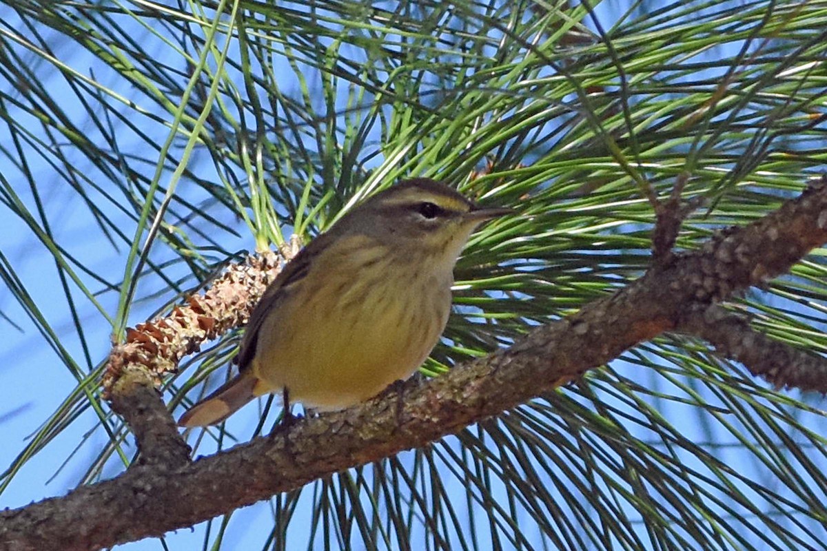 Palm Warbler (Western) - ML190090741
