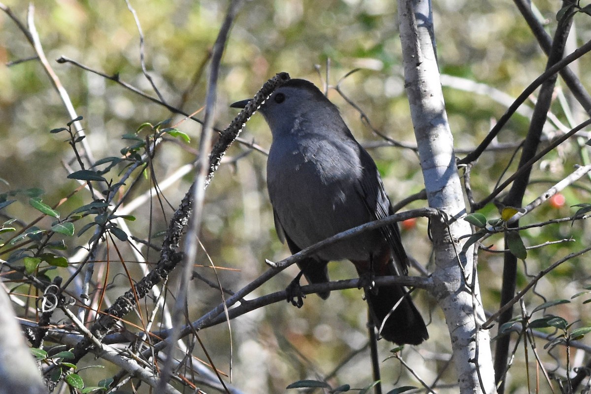 Gray Catbird - ML190090811