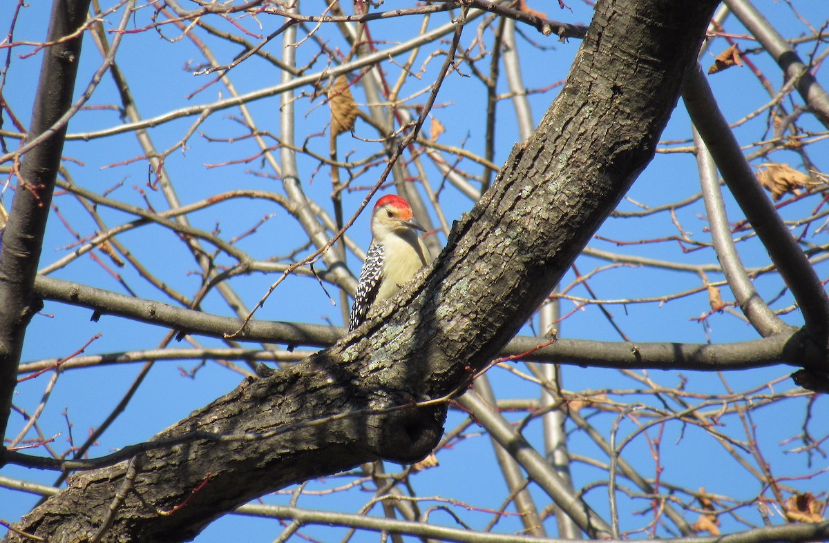 Red-bellied Woodpecker - ML190090921