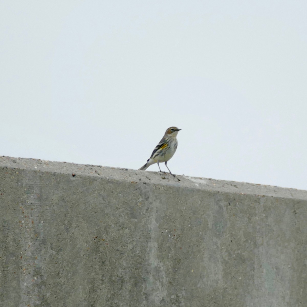 Yellow-rumped Warbler - Don Hall