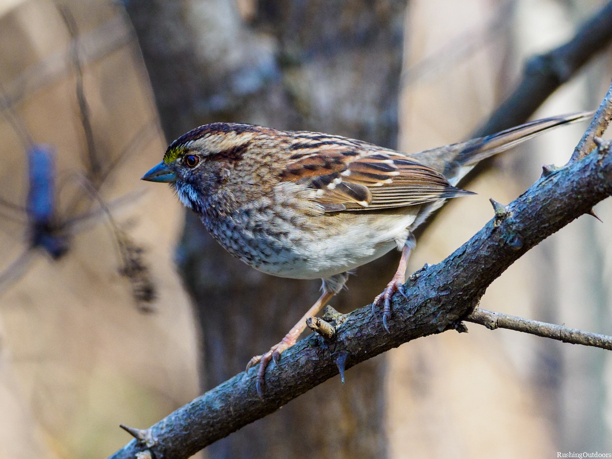 White-throated Sparrow - ML190091251