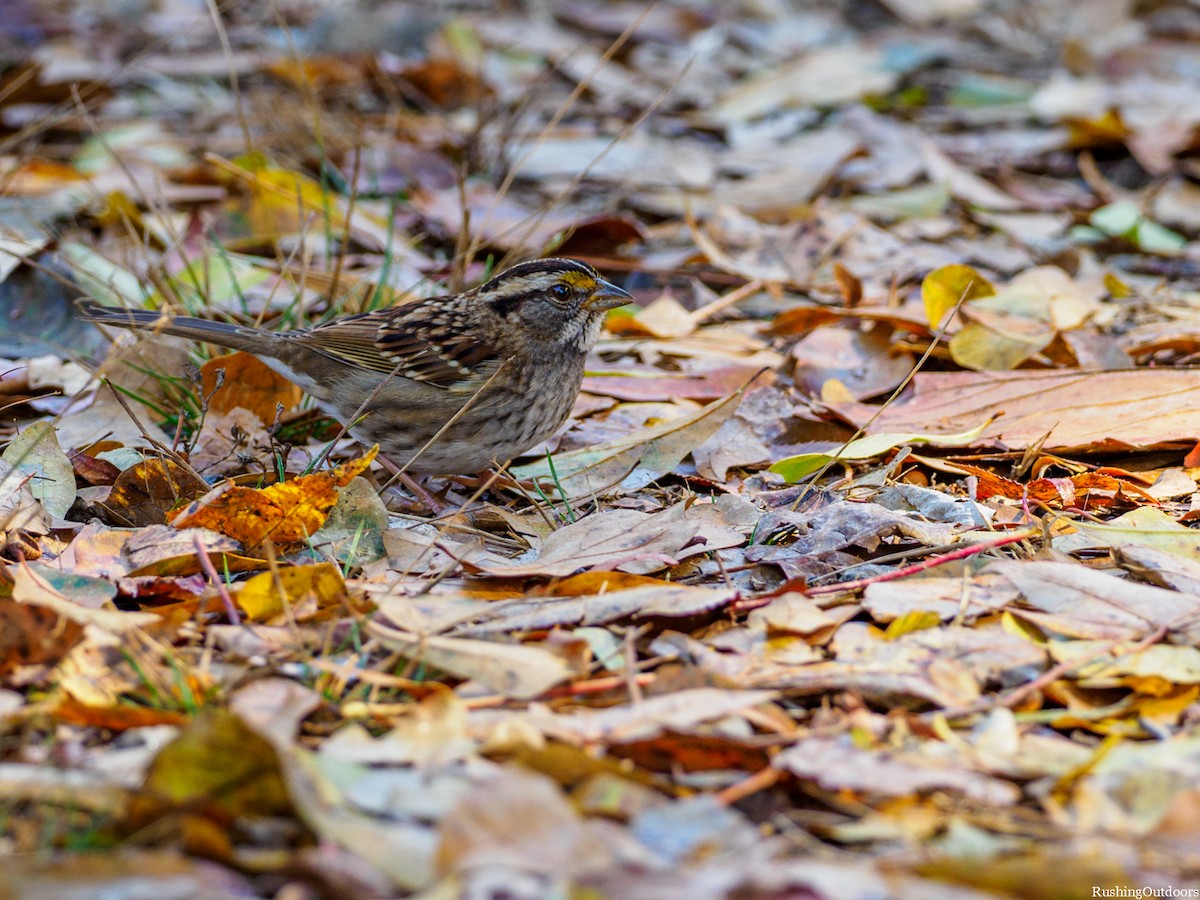 White-throated Sparrow - ML190091271