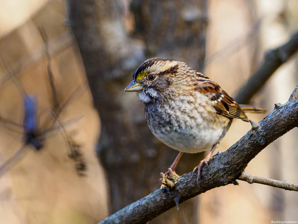 White-throated Sparrow - ML190091281