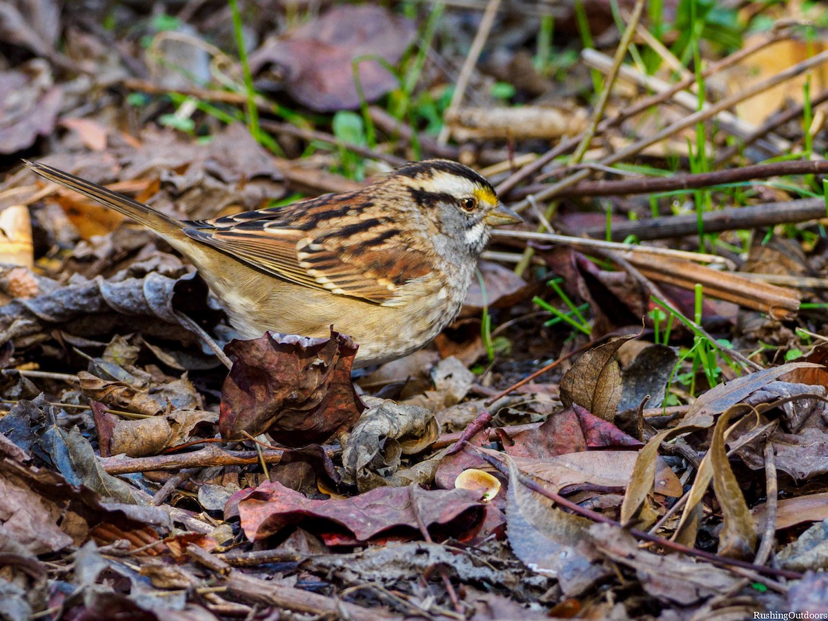 White-throated Sparrow - ML190091291