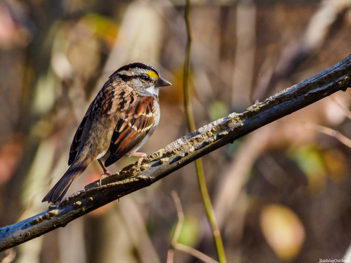 White-throated Sparrow - ML190091331