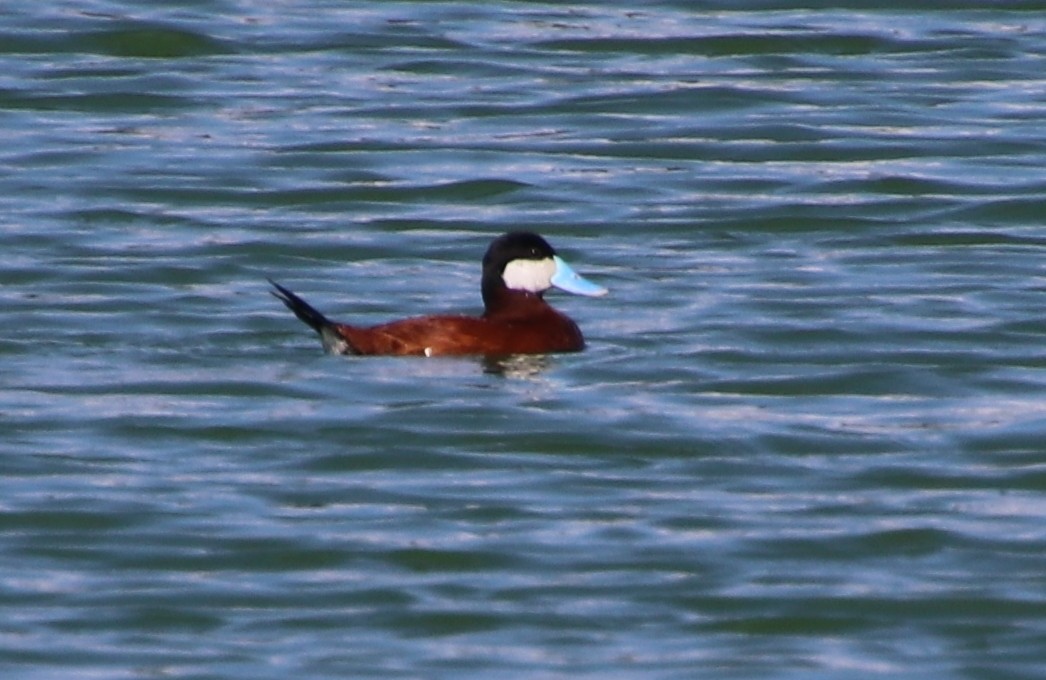 Ruddy Duck - ML190091701