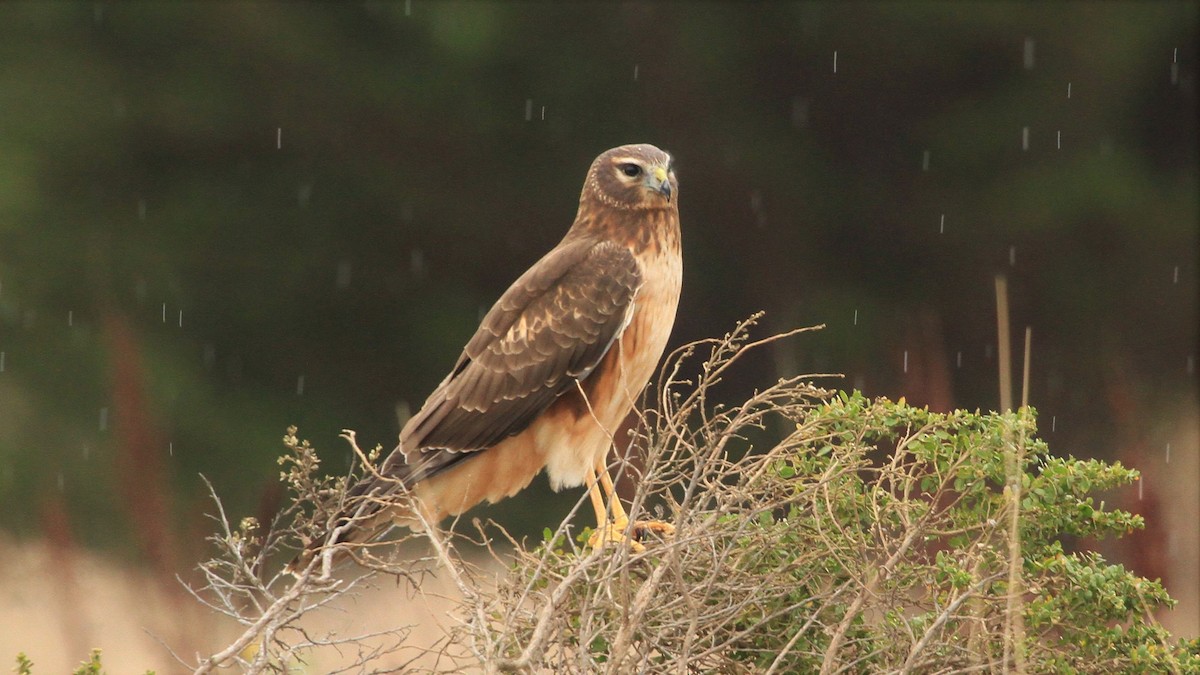 Northern Harrier - ML190092021