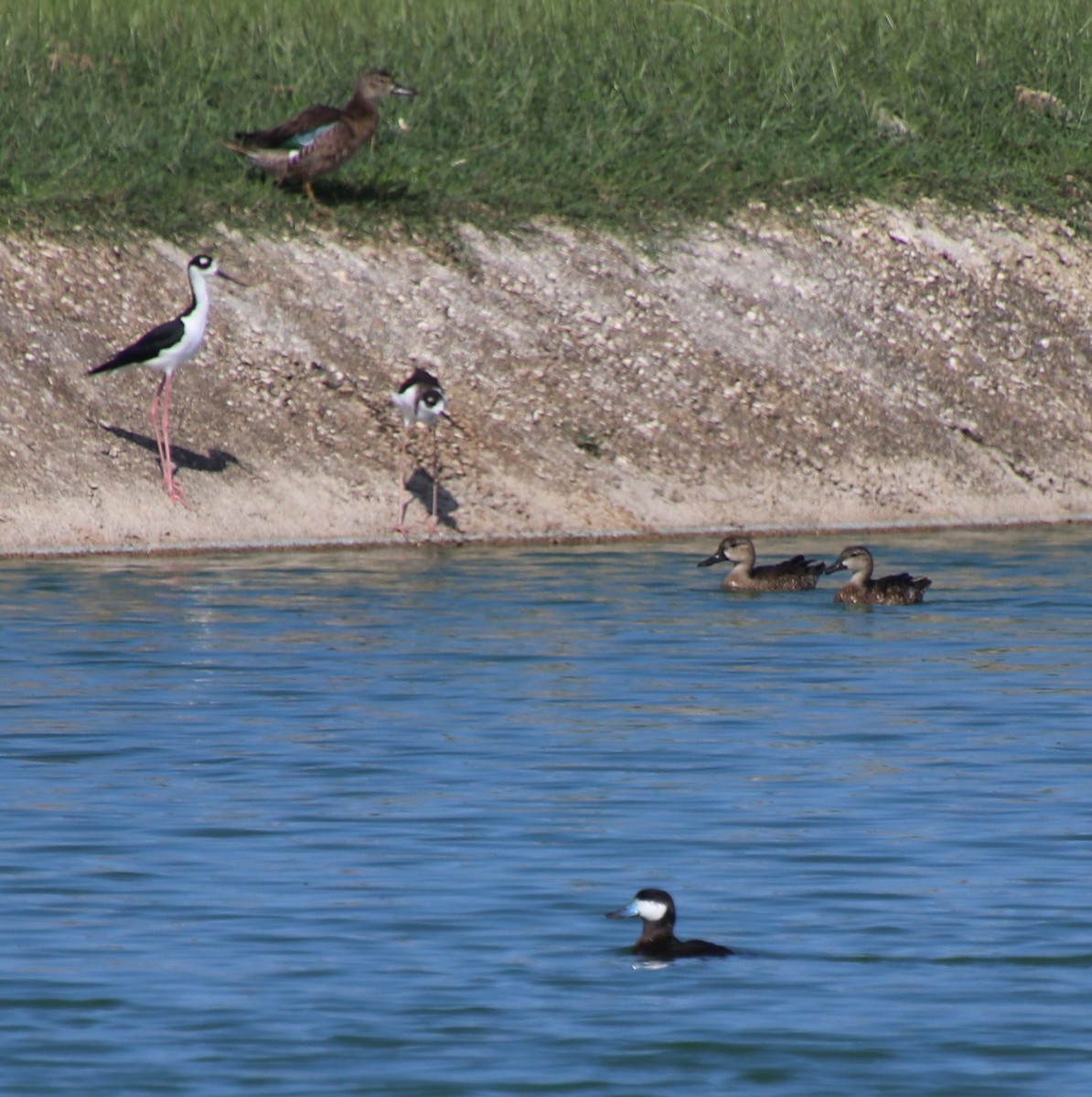 Black-necked Stilt - ML190092191