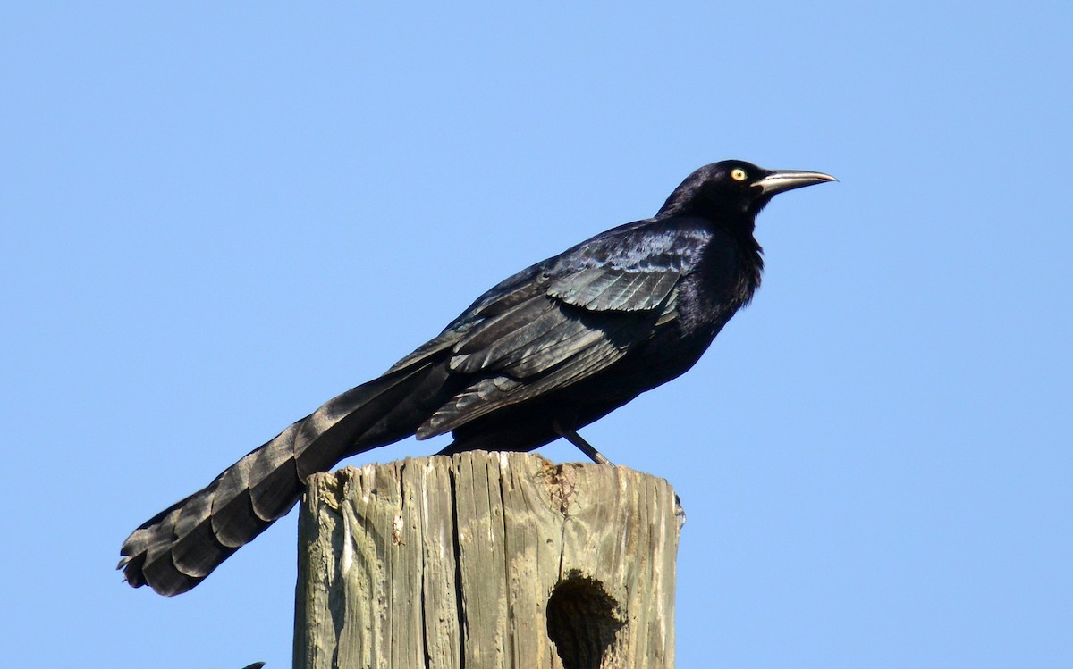 Great-tailed Grackle - ML190092421