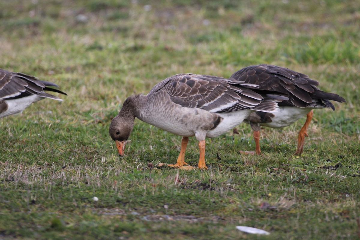 Greater White-fronted Goose - ML190094691