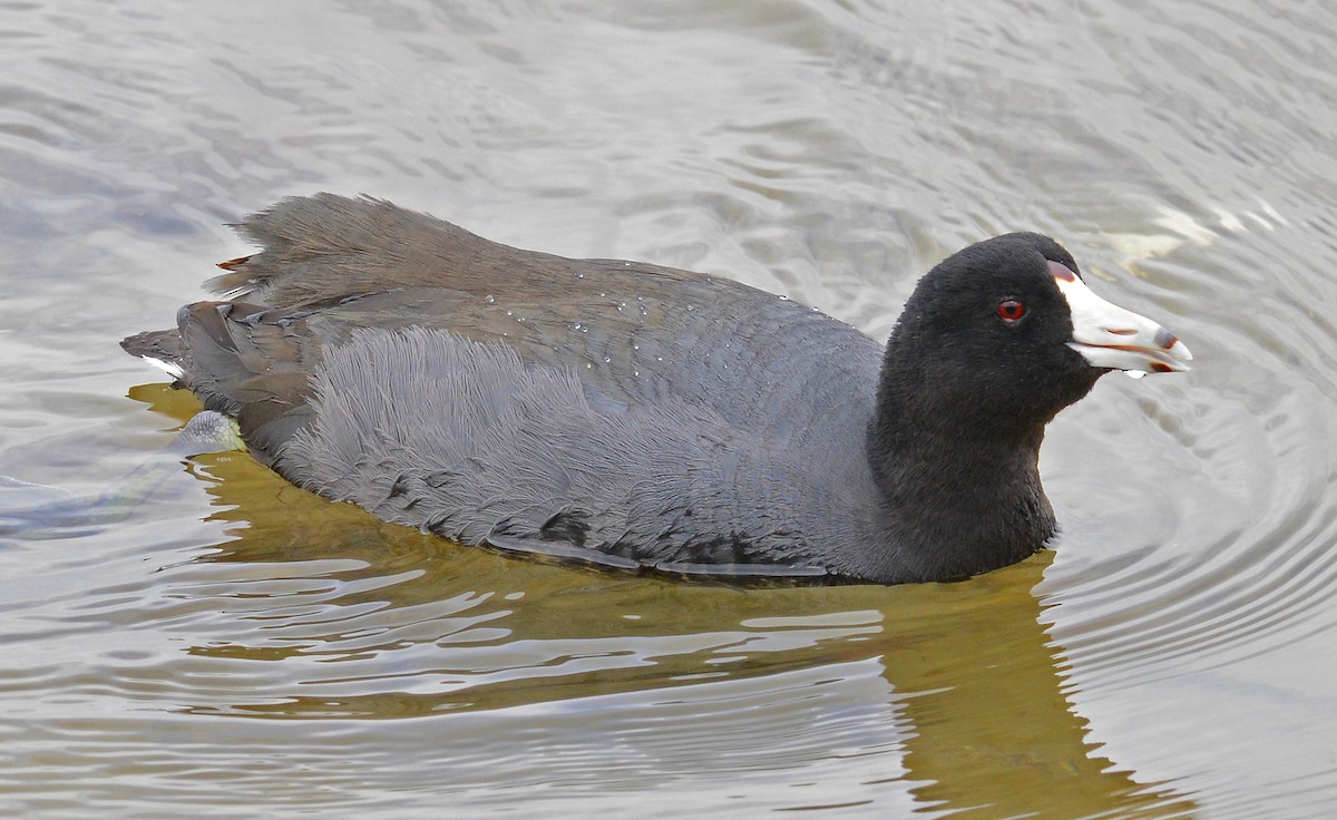 American Coot (Red-shielded) - ML190095941
