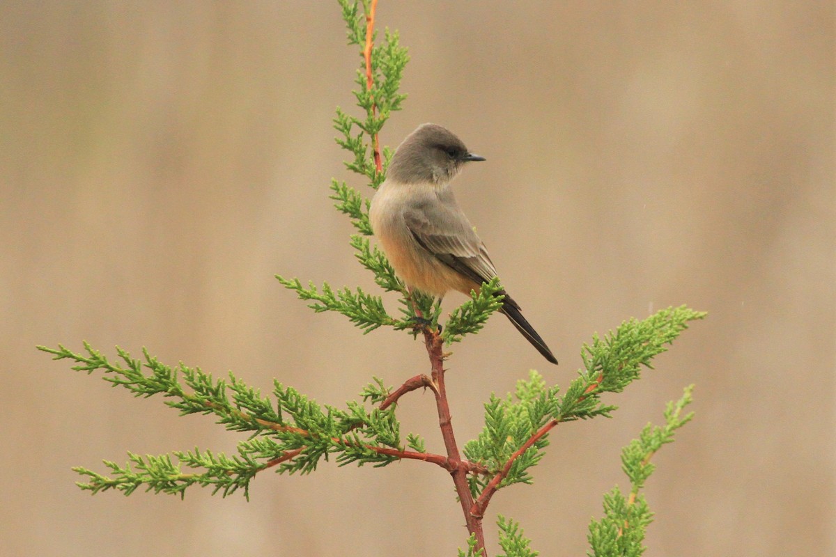 Say's Phoebe - Kent Forward