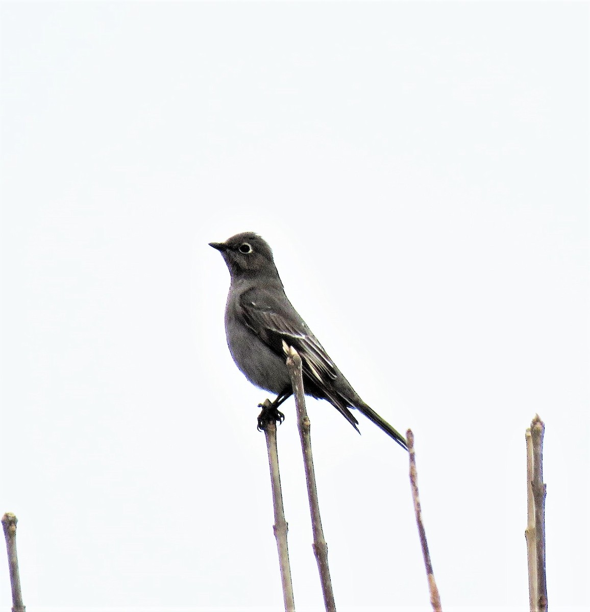 Townsend's Solitaire - Trish Pastuszak