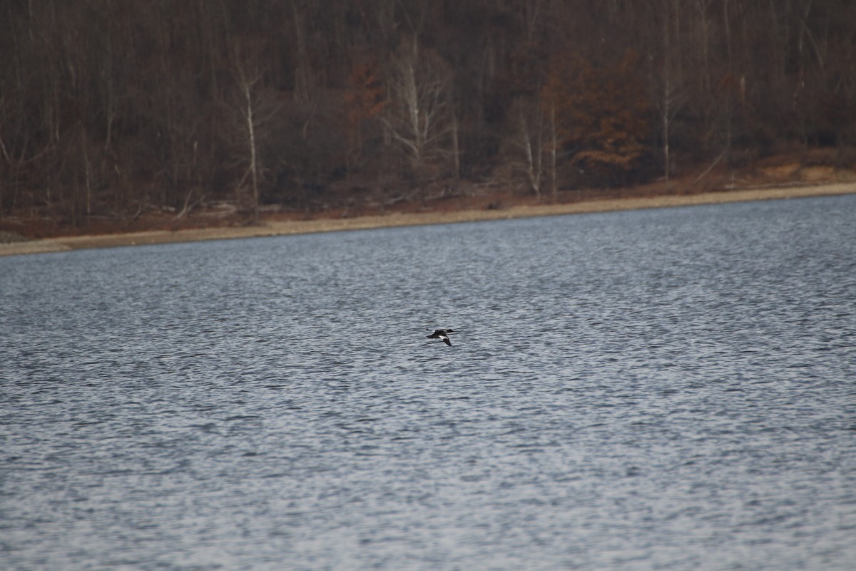 Red-breasted Merganser - ML190096591