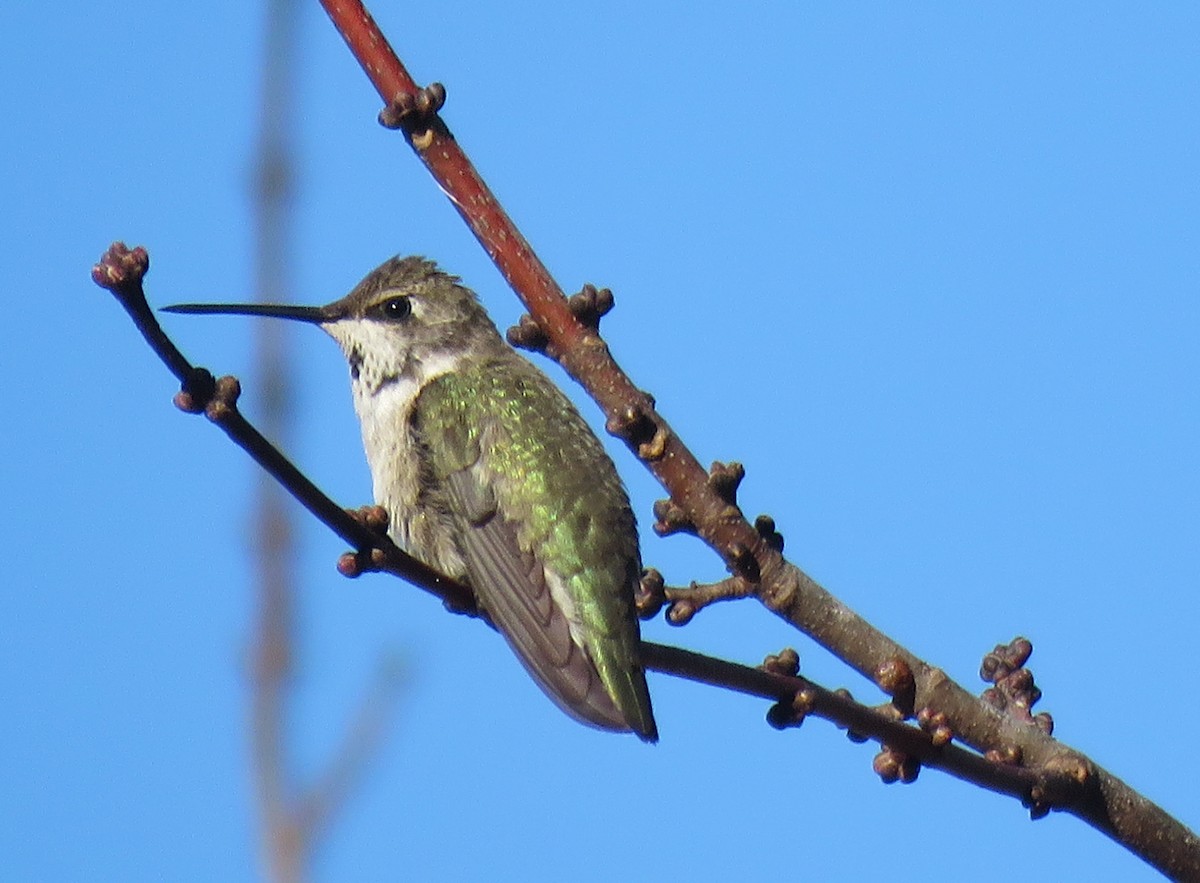 Black-chinned Hummingbird - ML190096991